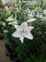 [5320 Premium Blond VWS No01.JPG]